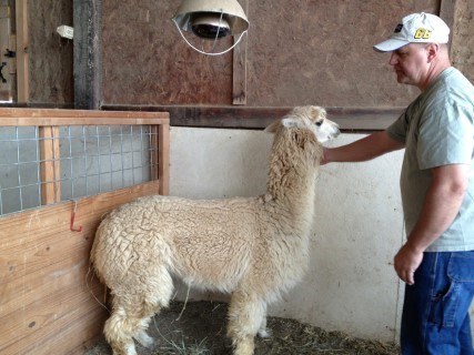 Alpaca For Sale - Tess Harper at Suncrest Alpacas/where we board our animals